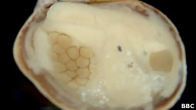 Моллюск с потомством