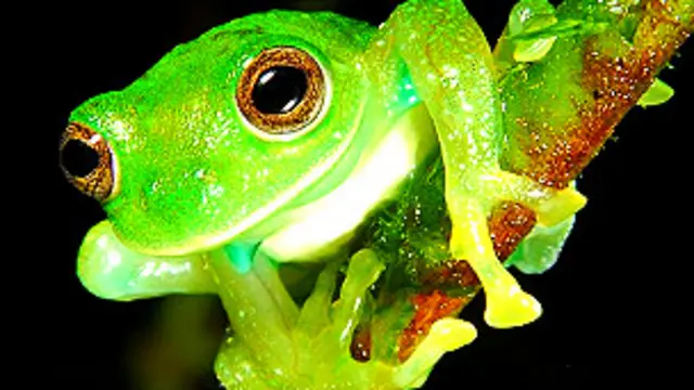 Centrolene ballux Foto Tim Krynak