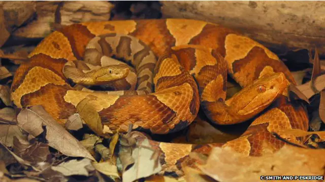 'कुंआरी' मां सांपिन अपने बच्चे के साथ. '