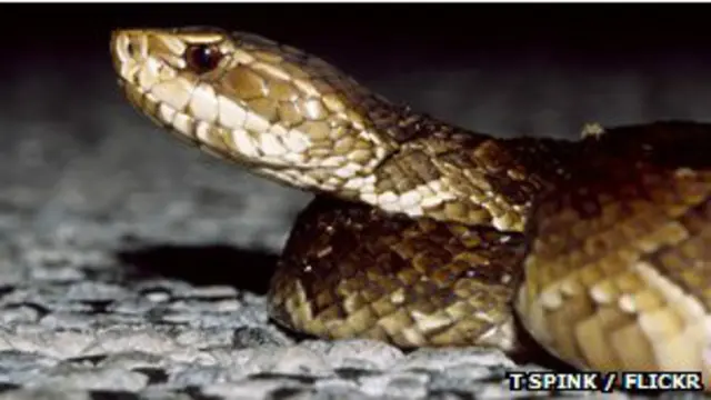 कॉटनमाउथ पिट वाइपर पर भी शोध किया गया