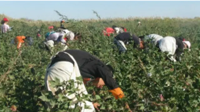 Ўзбекистонда ўспирин ва катта ёшлиларнинг мажбурий дала ишларига чиқарилиши анъанаси дунёда замонавий қуллик, деб кўрилади