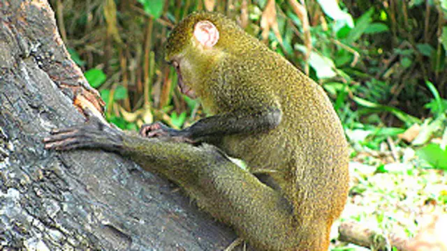 Lesula foto Hart et al