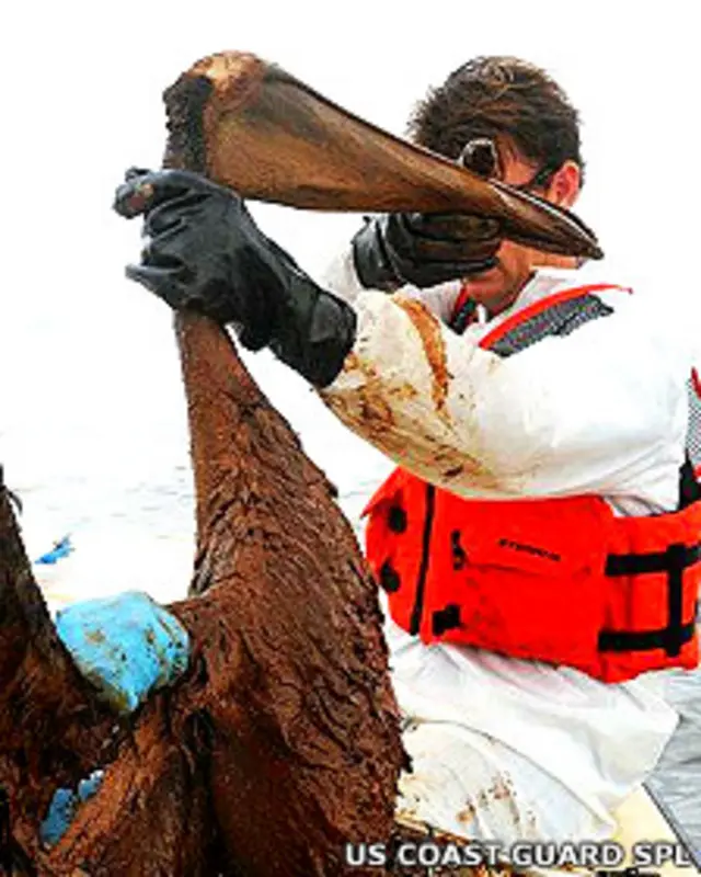 Rescate de pelícanos tras el derrame de crudo en el Golfo de México en 2010