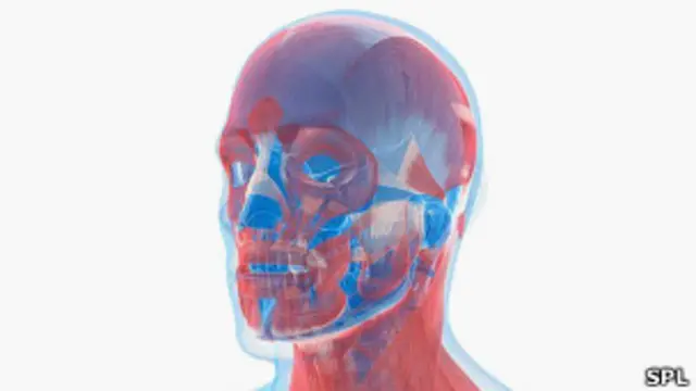 Los científicos están cerca de determinar las características faciales más importantes exclusivamente a través de los genes.