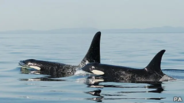 orcas asesinas protegen a sus crías