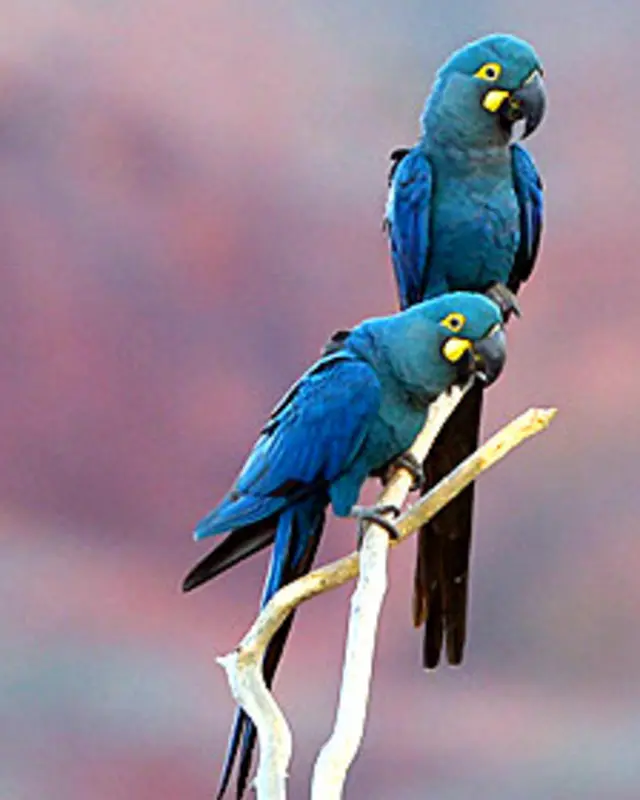 Guacamayo de Lear o guacamayo añil (Anodorhynchus leari)