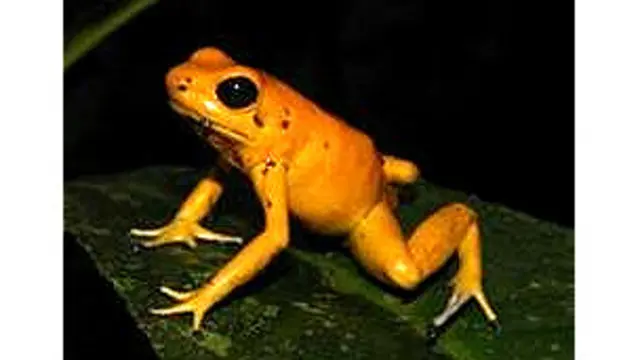 Rana dorada venenosa (Phyllobates terribilis) Foto ProAves Colombia