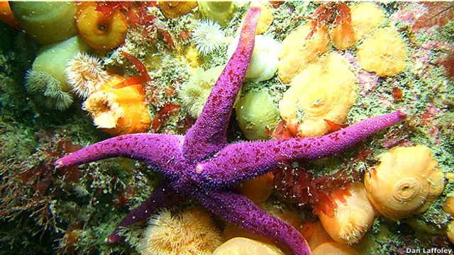 Estrella de mar fotografiada en el Área Marina Protegida en las islas Scilly en el Reino Unido en agosto de 2012