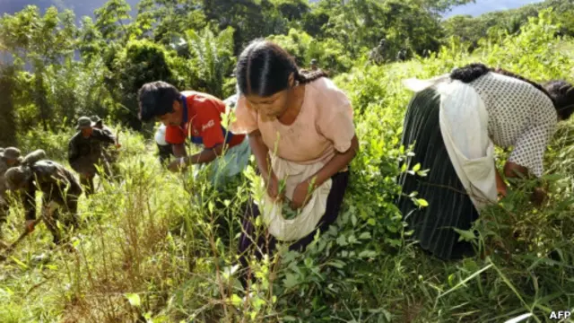 Erradicación de cultivos de coca en los Yungas