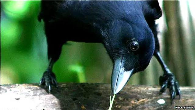 Cuervo en el experimento diseñado por los investigadores de la Univ. de Auckland Foto Mick Sibley