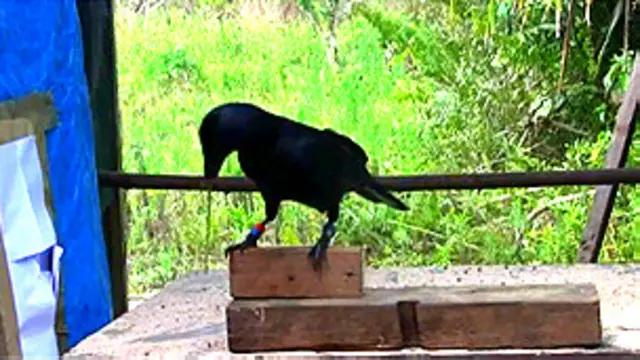 Cuervo en el experimento diseñado por los investigadores de la Univ. de Auckland