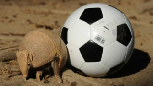 Trenggiling (gambar arsip)