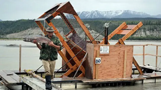 En esa región de Alaska el salmón real es sinónimo de "comida".