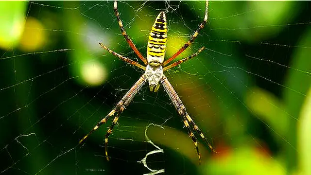 Araña 
