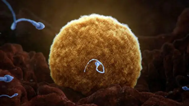 Óvulo, espermatozoides