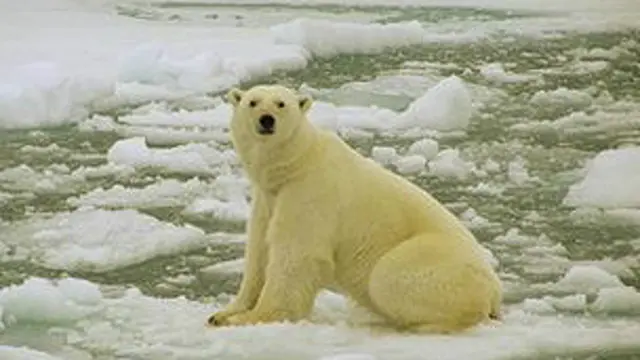 oso polar