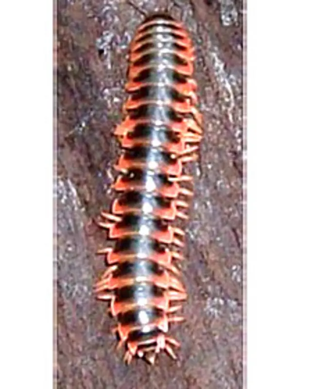 Milípedo Foto Bruce Snyder