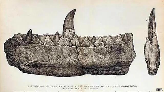 Una de las ilustraciones de fósiles creadas por Mary Buckland