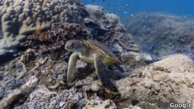 Коралловые рифы