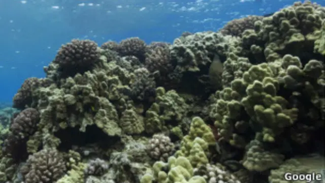 Коралловый риф