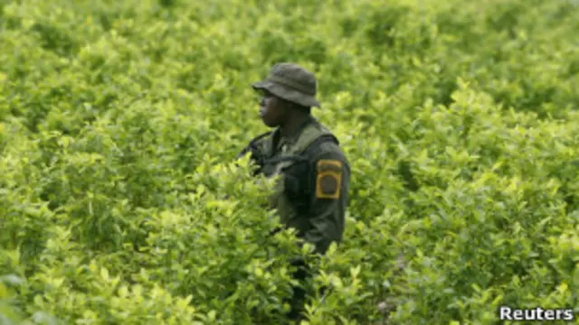 Плантация коки