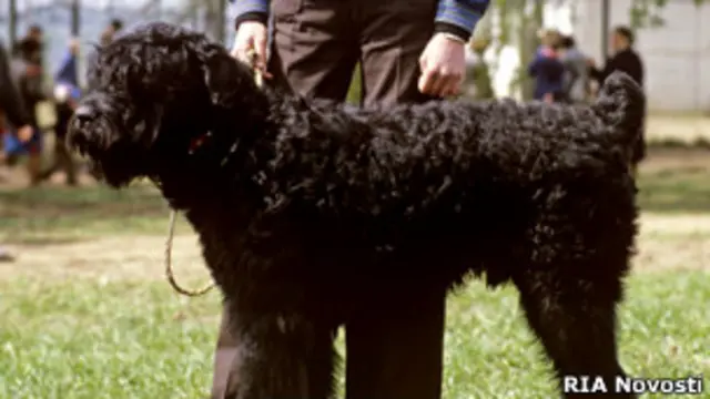 Русский черный терьер