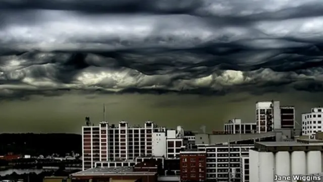 Undulatus asperatus / Foto: Jane Wiggins