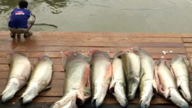 मछलियाँ