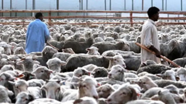 पाकिस्तान में भेड़