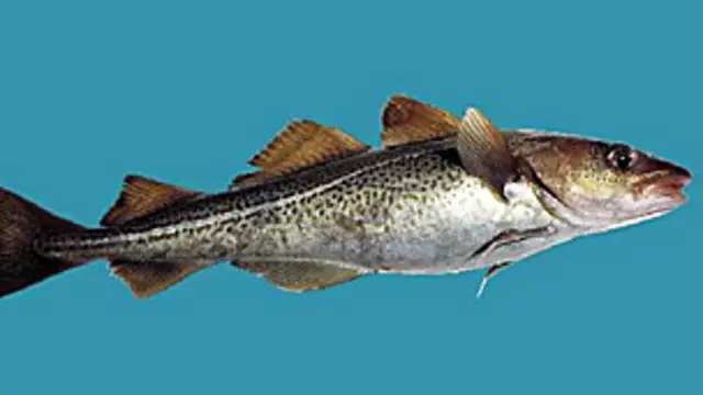 Bacalao del Atlántico