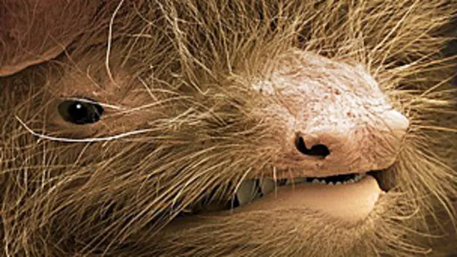 El rostro de un murciélago común visto con un microscopio de electrones