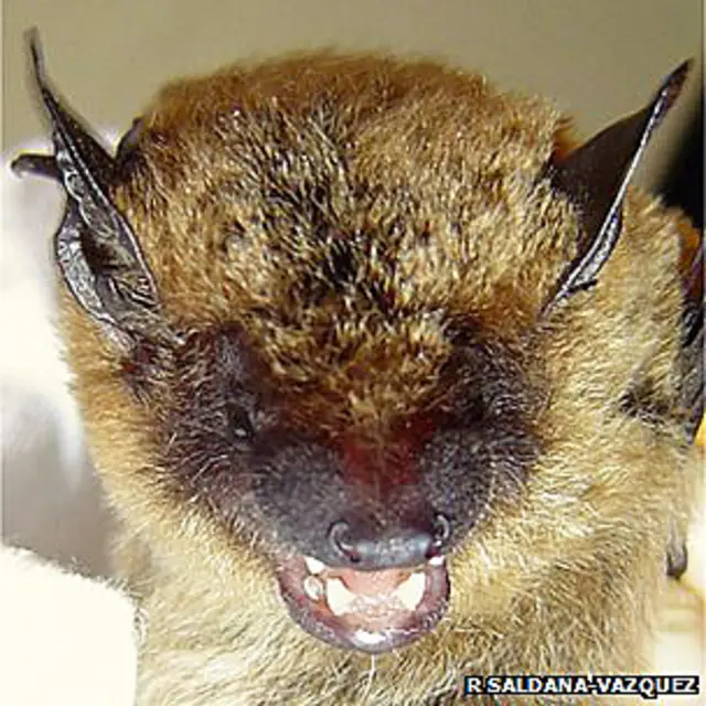 Murciélago