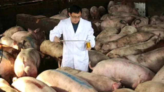 फार्म में रखे जाने वाले जानवरों में से सूअरों को सबसे ज़्यादा खतरनाक माना जाता है