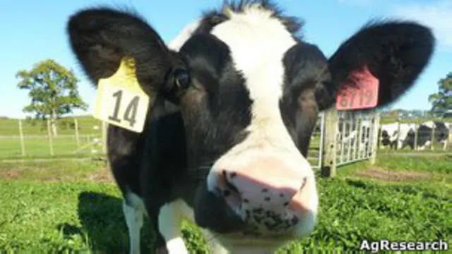 Vaca modificada (AgResearch)