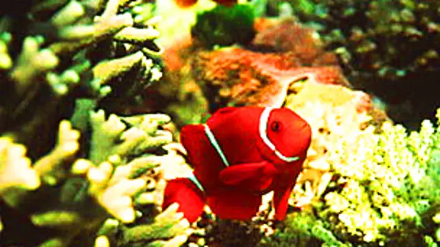 Peces en el Arrecife de la Gran Barrera Foto: SPL