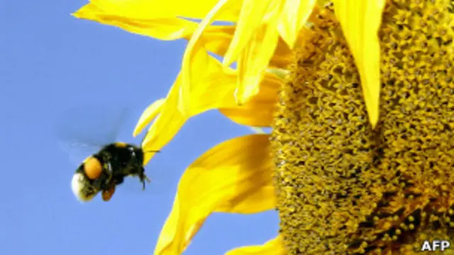 Abeja buscando polen