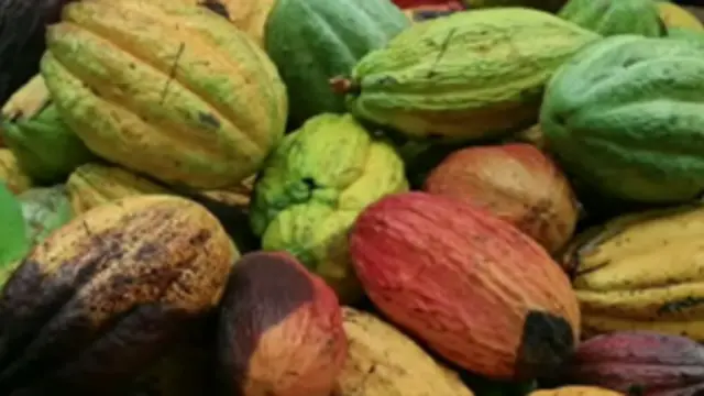 कोको के बीज से चॉकलेट बनाने में चार दिन लगते हैं.