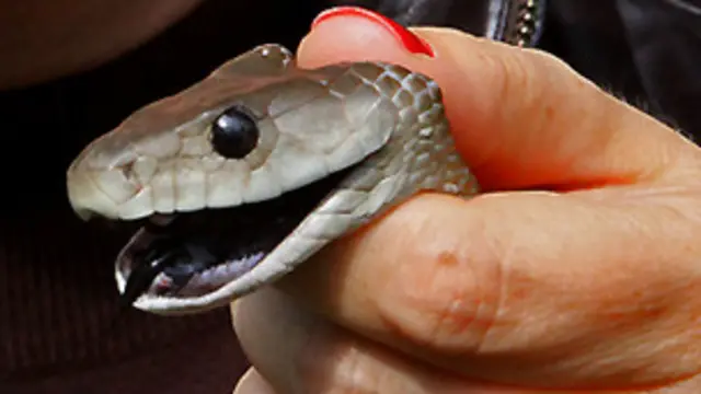 ब्लैक मांबा सांप 