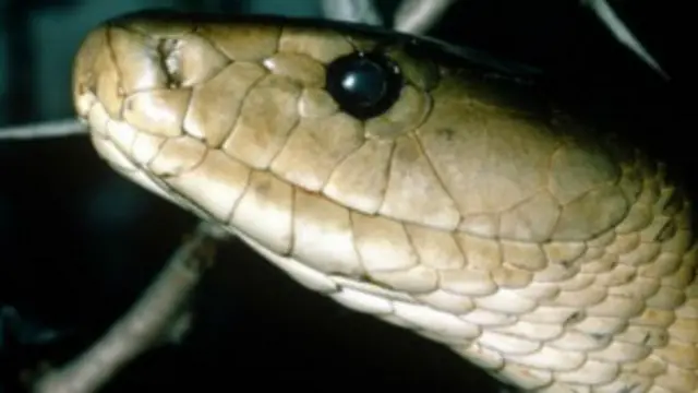 serpiente mamba negra