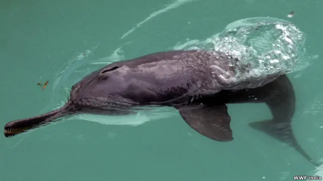 डॉल्फिन