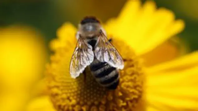 Пчела на цветке