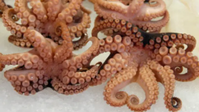 Los tentáculos vuelven a crecer si el pulpo los pierde. 