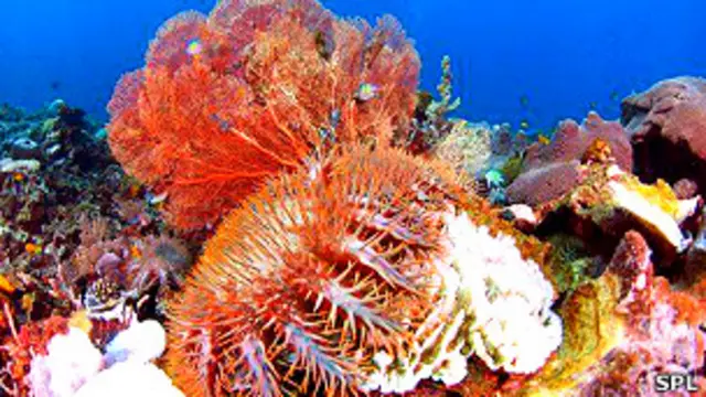 Corona de espinas, estrella de mar invasiva Acanthaster planciFoto SPL
