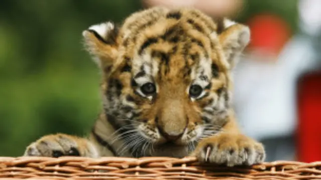 El tigre siberiano es una especie en serio peligro de extinción.