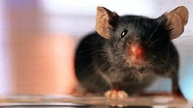 نتایج جدید از آزمایش روی سلول های خونی موشها، امیدها برای سرعت بخشیدن به تولید سلول های بنیادی در اسید را افزایش داده است