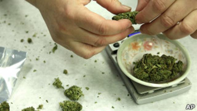 Conoce el criterio de la DEA sobre las semillas de cannabis
