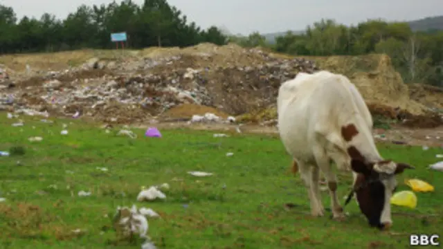 Корова пасется на мусорной свалке в селе Мерены, Молдавия