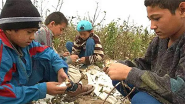 उज़्बेकिस्तान में कपास तोड़ने का काम बच्चे करते आए हैं