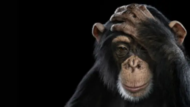 चिंपाजी
