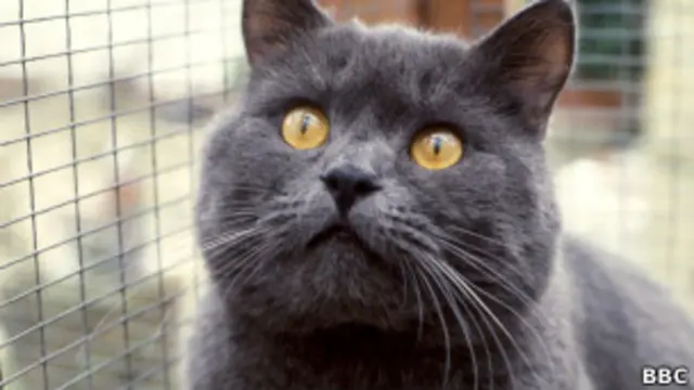 अध्ययन के मुताबिक पालतू बिल्लियों से भी पक्षियों और जानवरों को खतरा होता है